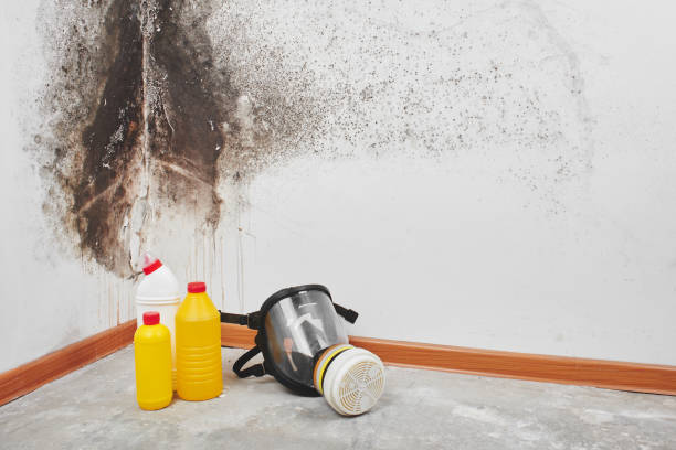 Best Office Mold Removal Services  in Mcrae Helena, GA