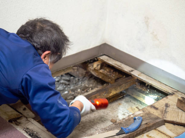 Professional Mold Removal in Mcrae Helena, GA