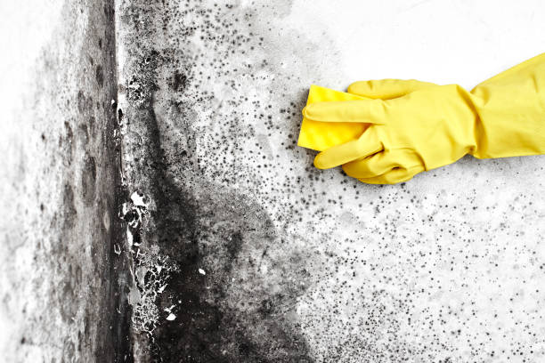 Best Professional Mold Removal  in Mcrae Helena, GA