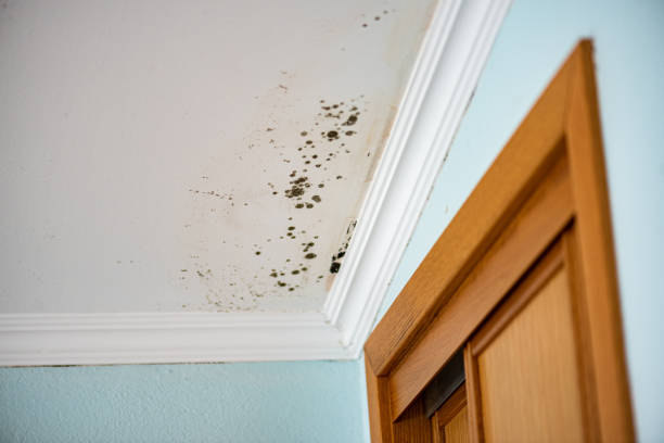 Best Black Mold Removal  in Mcrae Helena, GA