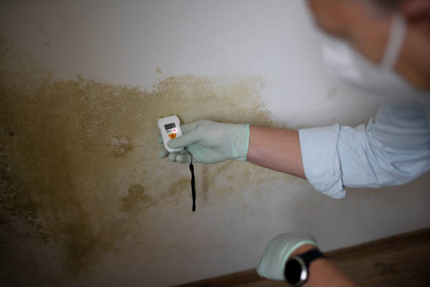 Best Office Mold Removal Services  in Mcrae Helena, GA