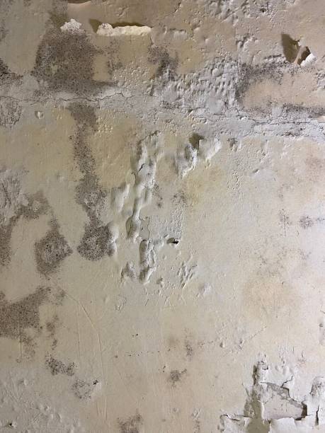 Office Mold Removal Services in Mcrae Helena, GA